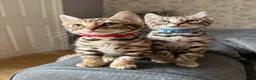 Bengal cats for sale: LAST ONE LEFT - MALE ✨GLITTER Coat✨Bengal kittens  - Advert 7