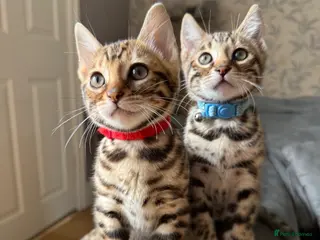 Bengal cats ONLY TWO Stunning✨GLITTER Coat✨Bengal kittens - Advert 6