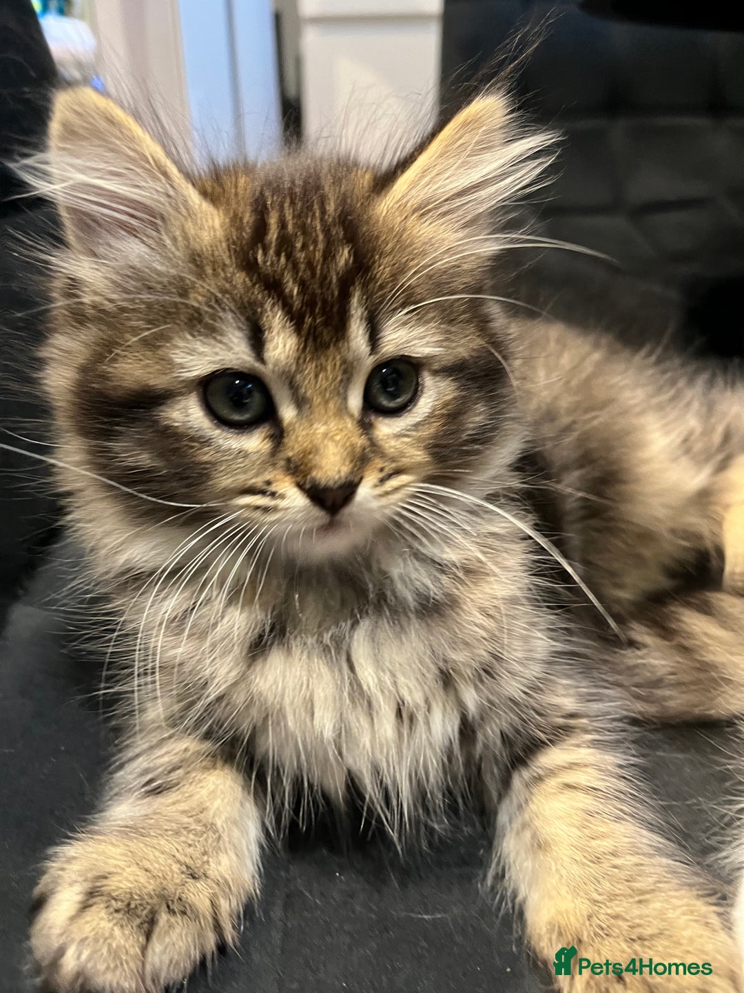 Siberian cats for sale: Stunning Siberian kittens 🐱  - Advert 6