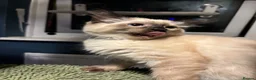 Ragdoll cats for sale: Ragdoll seal point/bluepoint - Advert 22