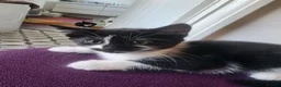 Mixed Breed cats for sale: 3 lovely kittens  - Advert 8