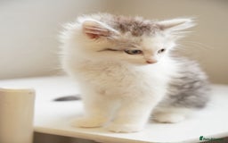 Persian cats for sale: Persian mix cross  - Image 6