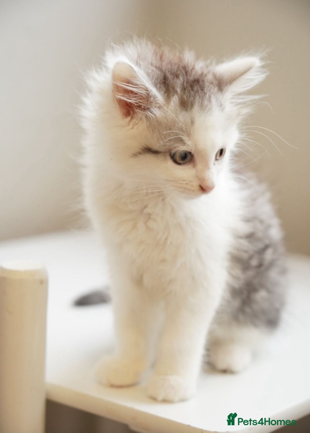 Persian cats for sale: Persian mix cross  - Image 6