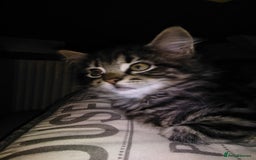 Domestic Shorthair cats for sale: Beautiful kittens looking for, forever homes. - Image 10