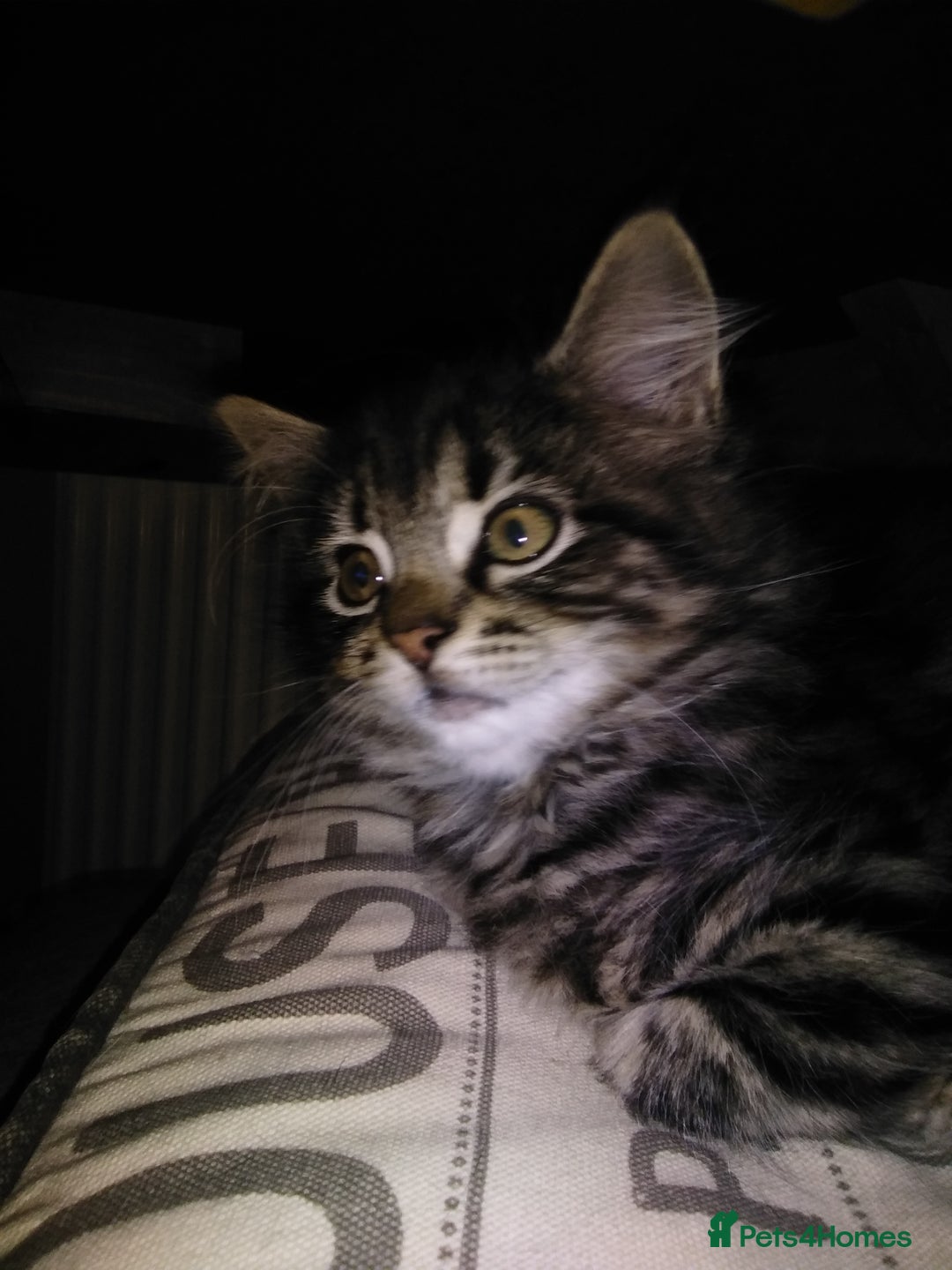 Domestic Shorthair cats for sale: Beautiful kittens looking for, forever homes. - Image 10