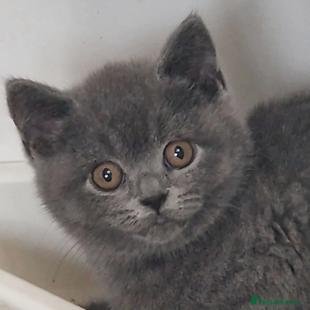 British Shorthair cats for sale: Gorgeous GCCF Reg  British Shorthair kittens  - Advert 1