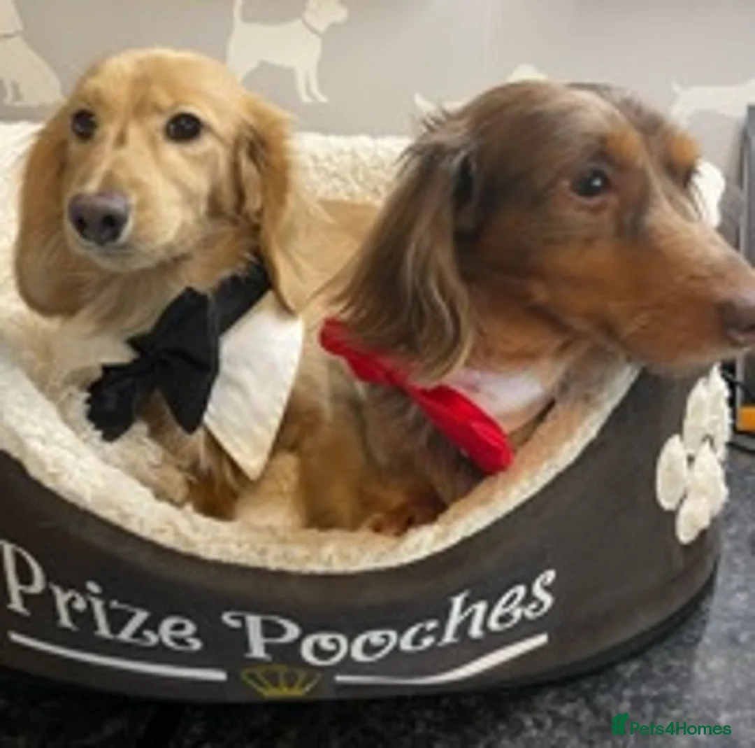 Miniature Dachshund dogs for stud: ✨Kc mini long haired dapple✨ 17 champions✨ in Romford - Advert 7