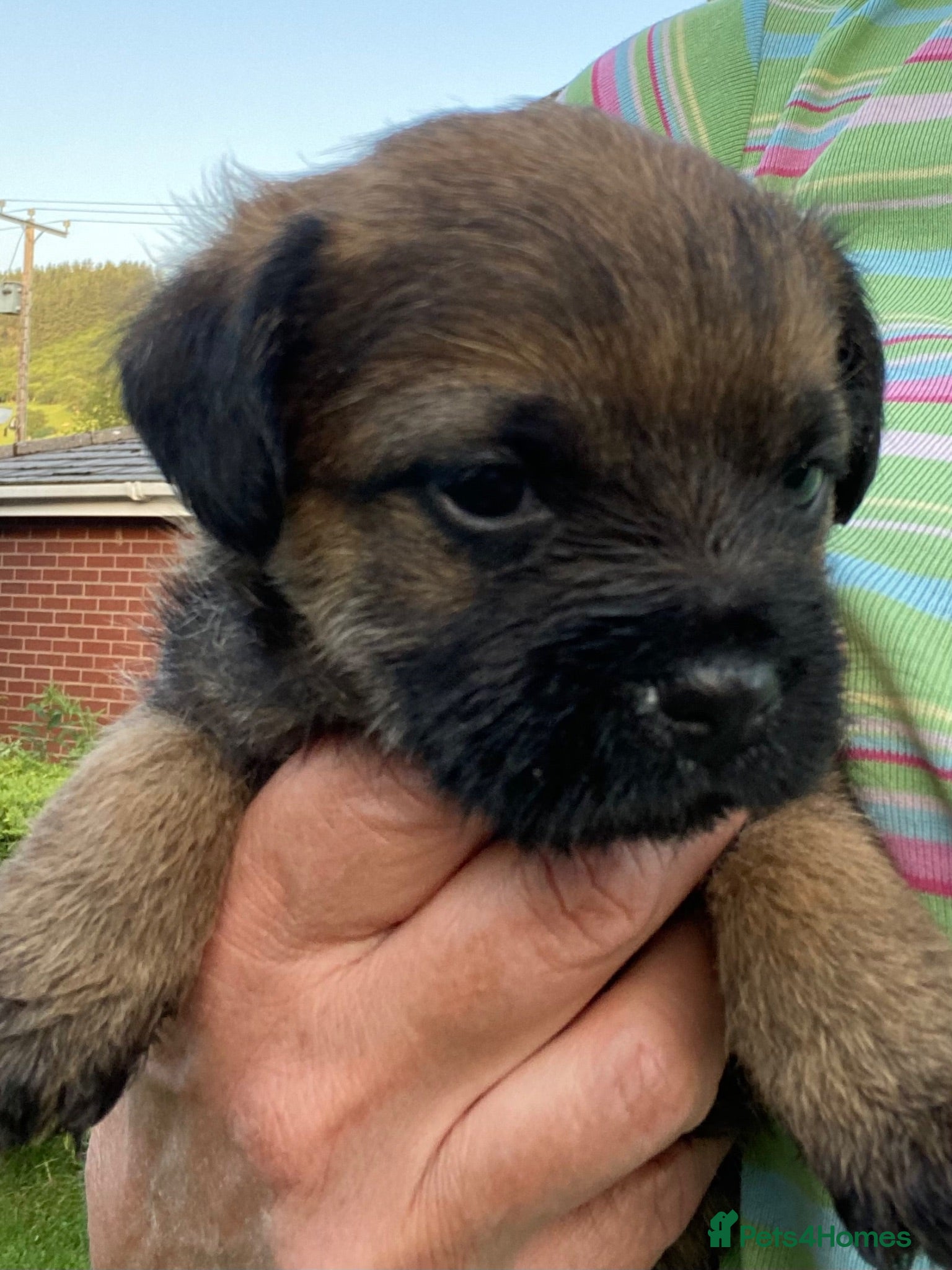 Border Terrier dogs Border terrier puppies - Advert 2