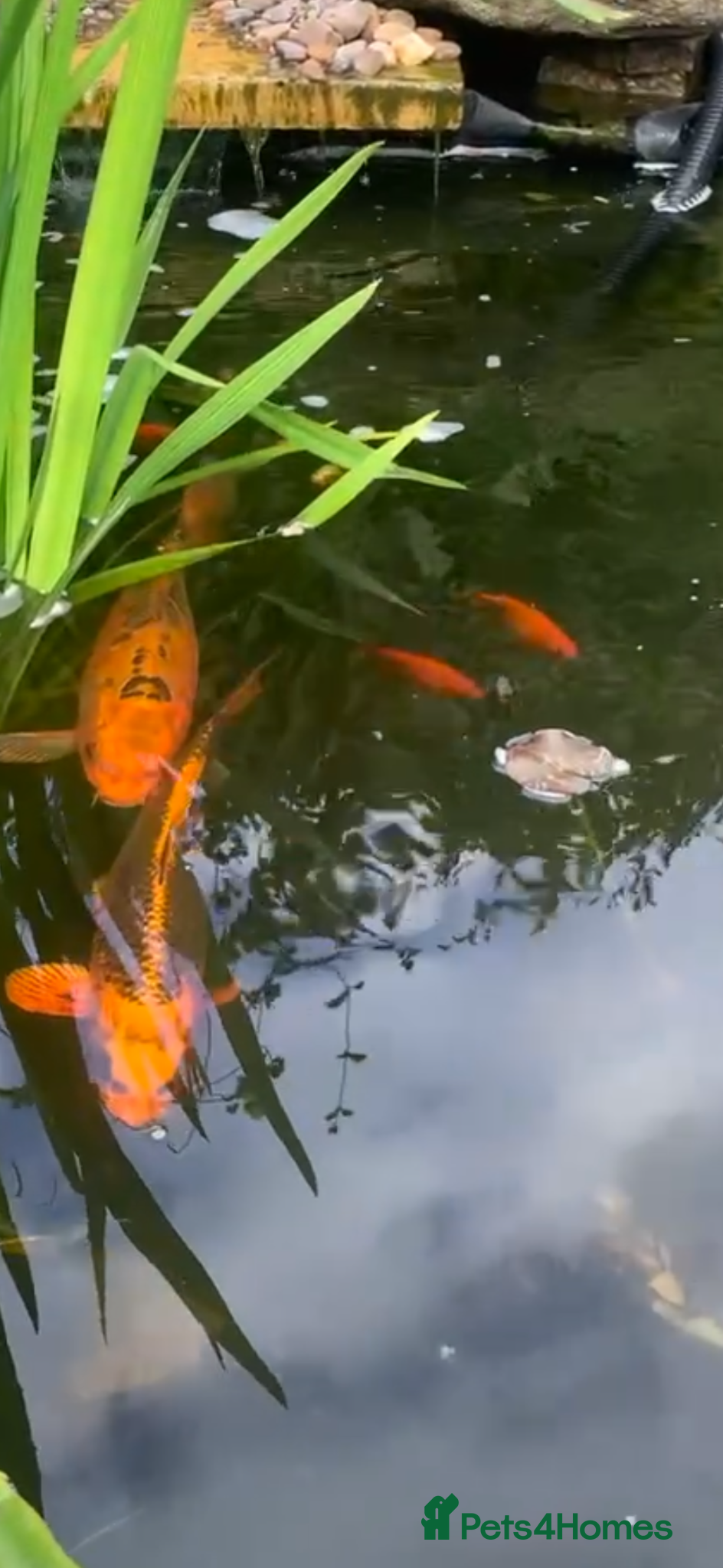 Koi Carp fish 5-6” plus 16” koi - Advert 15