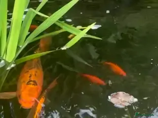 Koi Carp fish 5-6” plus 16” koi - Advert 15