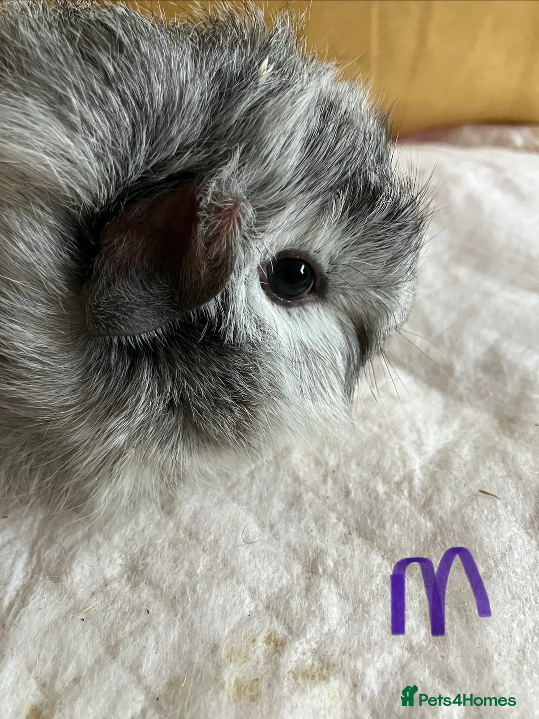 Mixed Breed rodents for sale: Baby guinea pigs  - Advert 3