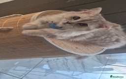 Ragdoll cats for sale: Ragdoll mix with Persian - Image 2