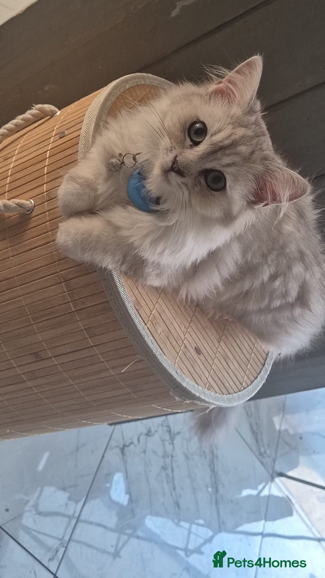 Ragdoll cats for sale: Ragdoll mix with Persian - Image 2
