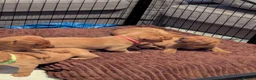 Labrador Retriever dogs for sale: Beautiful Fox Red Labrador Retriever Puppies - Advert 7