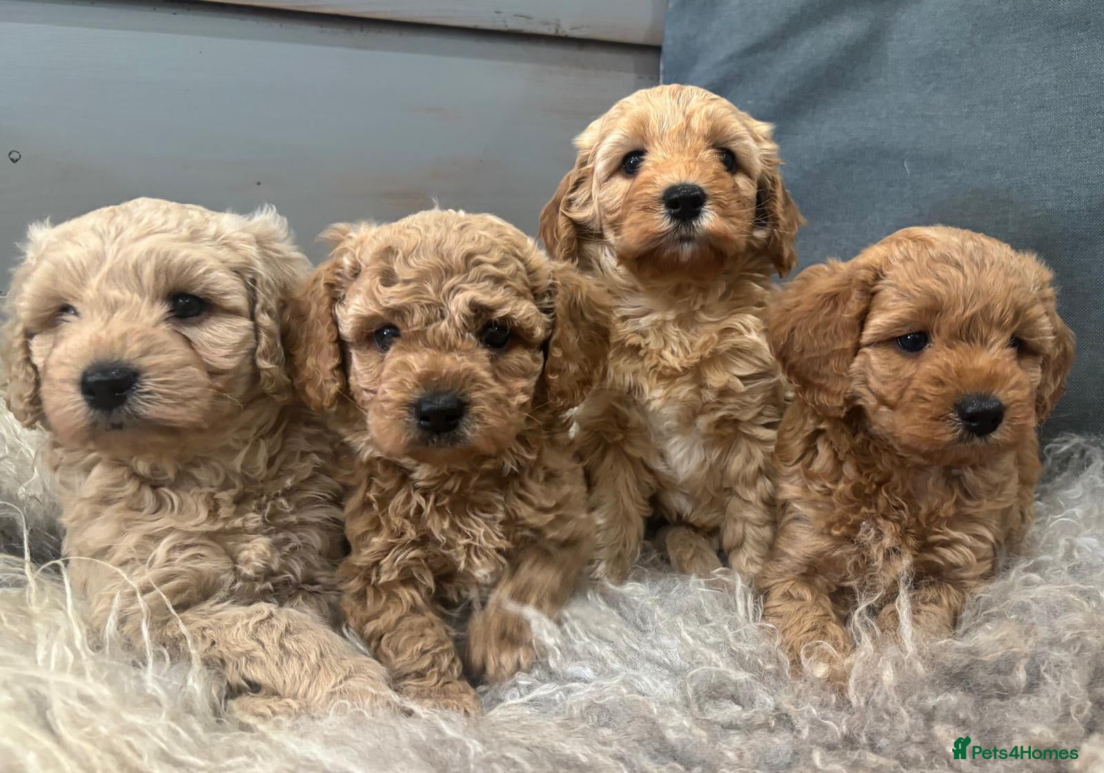 Cavapoochon dogs Beautiful Cavapoochon Puppies - Advert 1