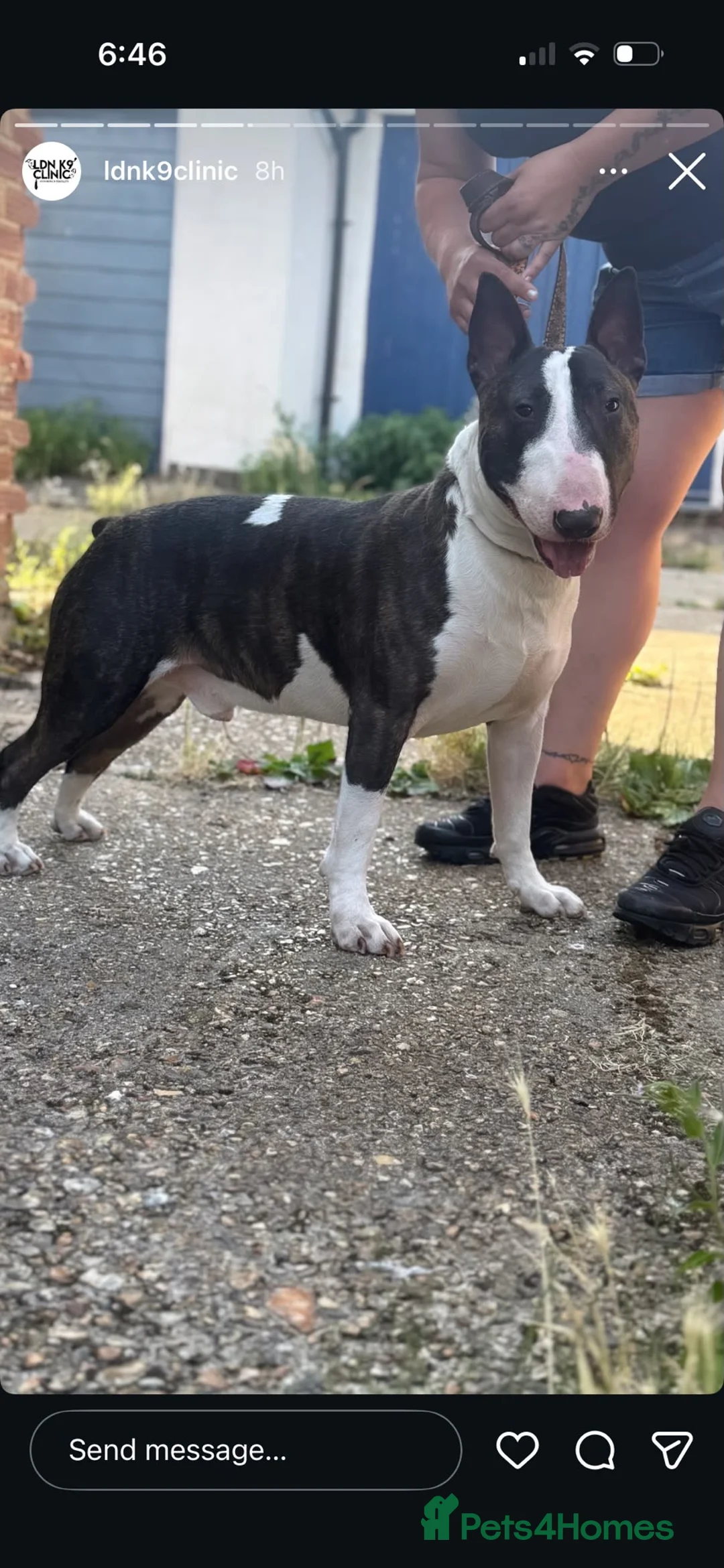 English Bull Terrier dogs for stud: Handsome English bull terrier CRUFTS QUALIFIER - Advert 2