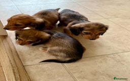 Miniature Dachshund dogs for sale: UPDATED PHOTOS - Long Haired Miniature Dachshunds  - Image 17