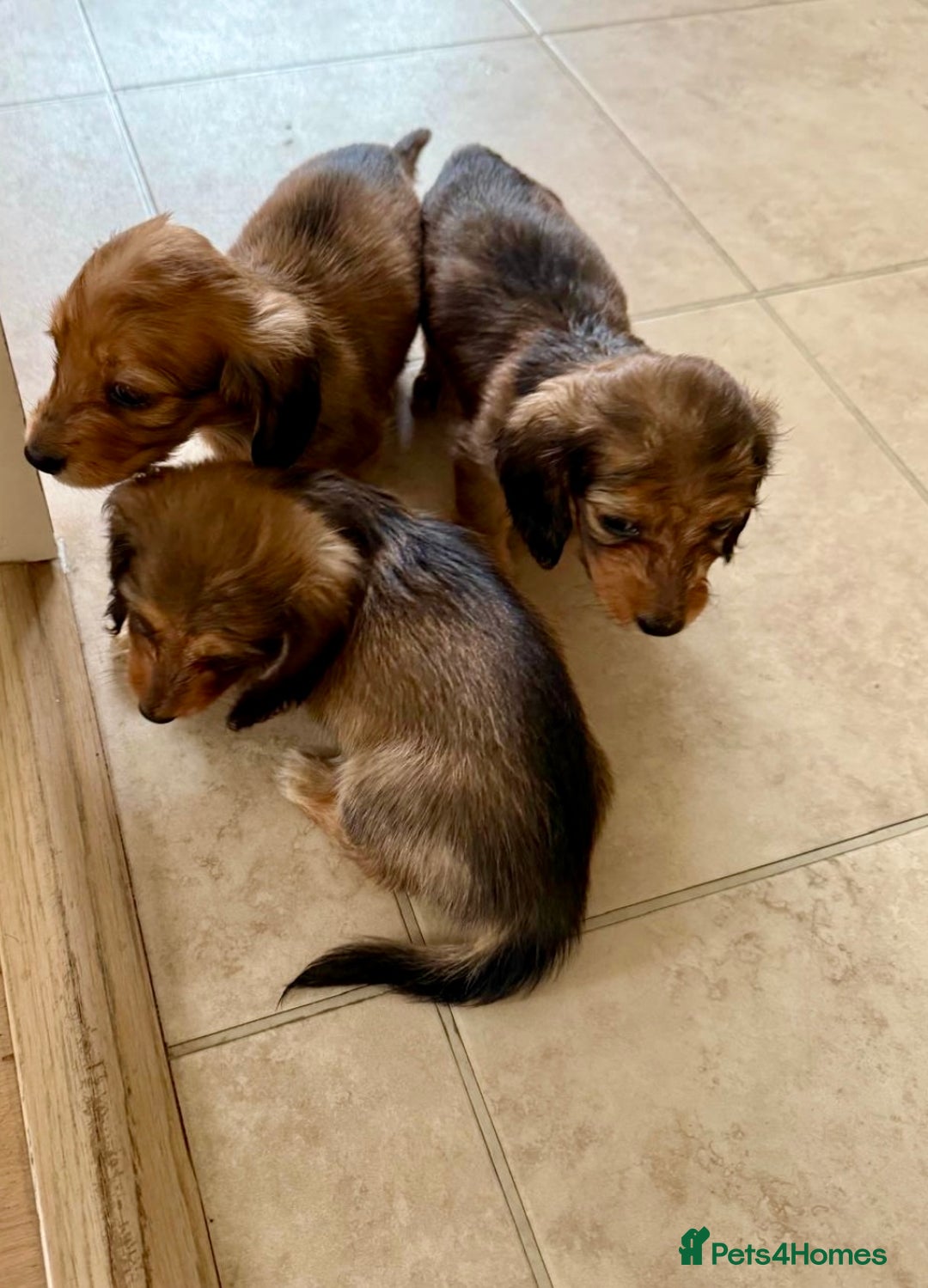 Miniature Dachshund dogs for sale: UPDATED PHOTOS - Long Haired Miniature Dachshunds  - Image 17