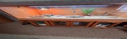 Bearded Dragon reptiles for sale: Beardy female 1 year old with enclosure - Advert 2