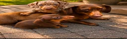 Dachshund dogs for sale: Dachshund puppies  in Telford - Advert 1