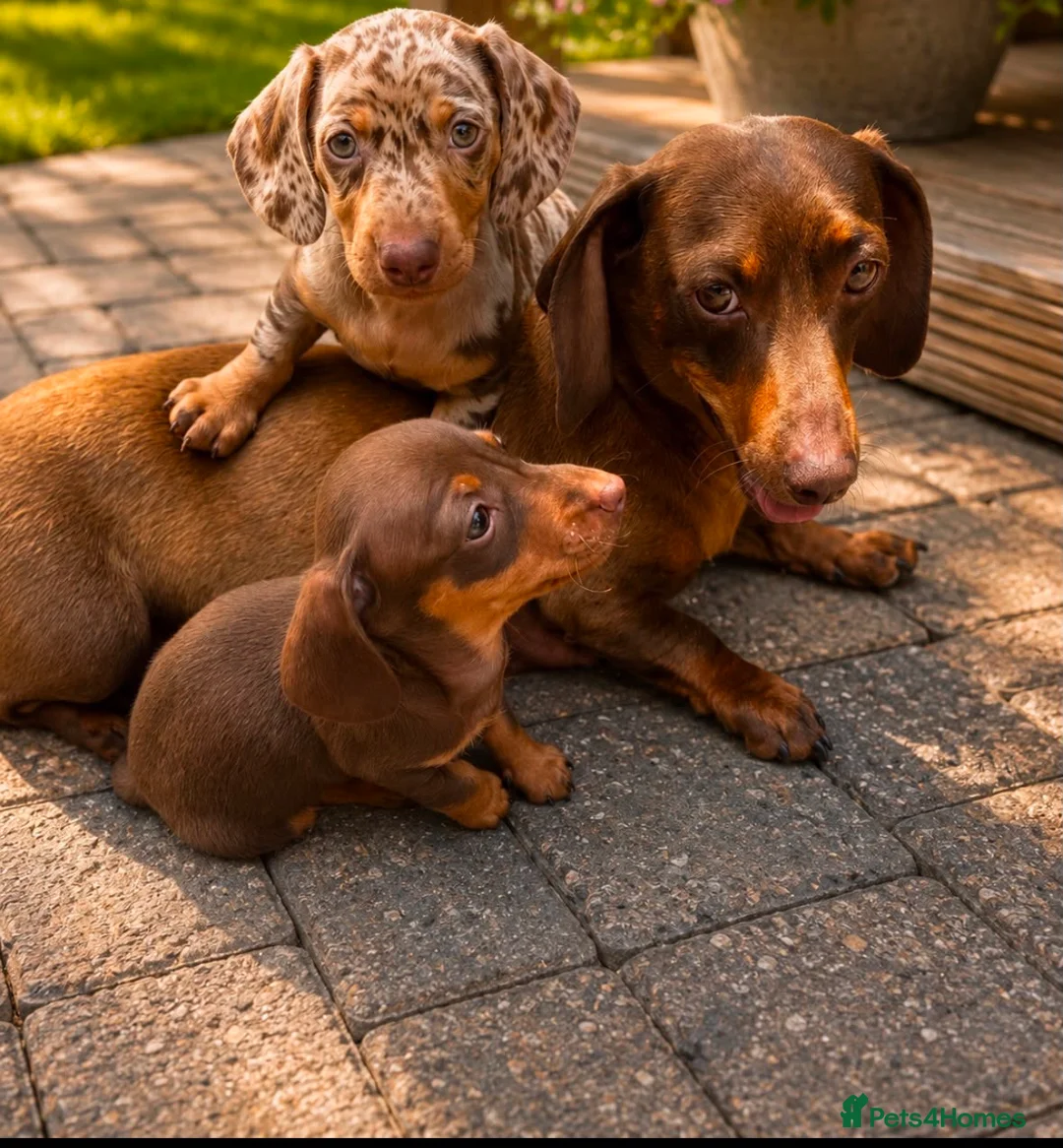 Dachshund dogs for sale: Dachshund puppies  in Telford - Advert 1