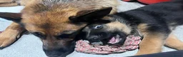 German Shepherd dogs for sale: KC reg German shepherd puppies  - Advert 6
