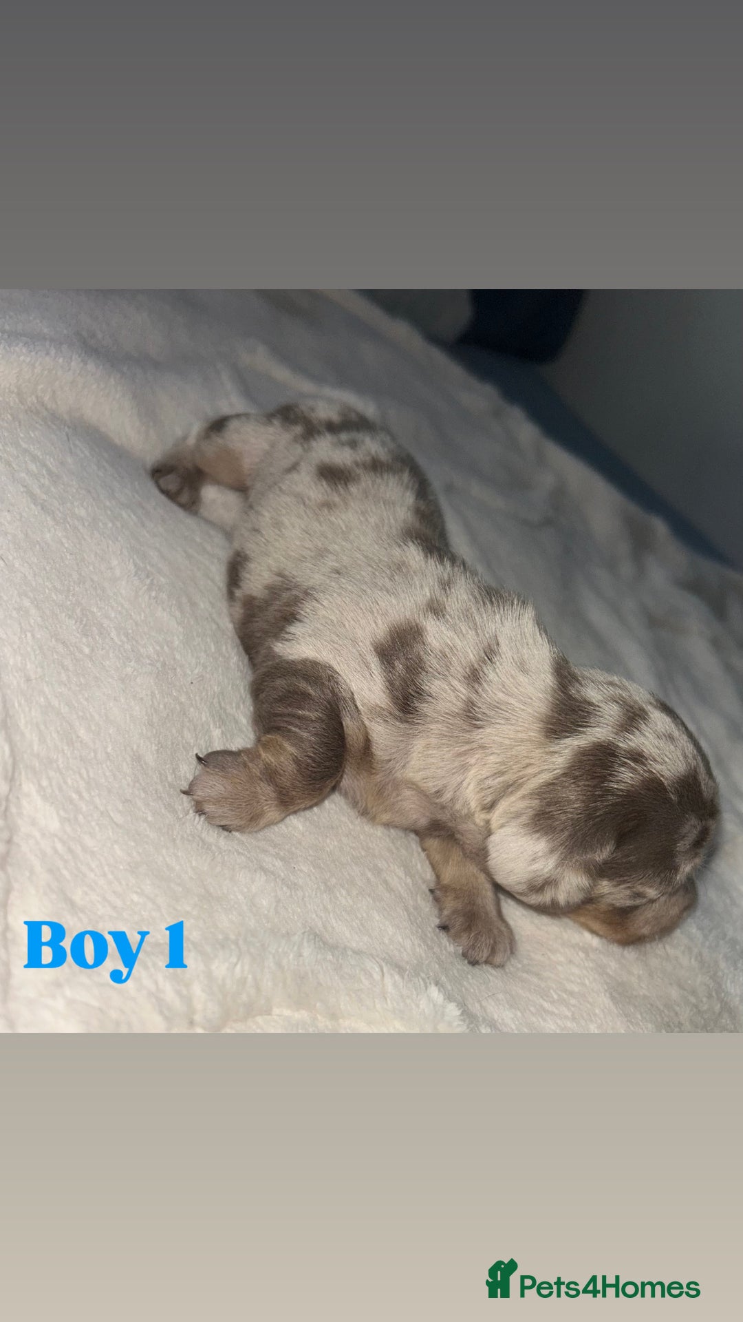 Dachshund dogs for sale: 🐾 Purebred Dachshund Puppies for Sale! 🐾 - Advert 17
