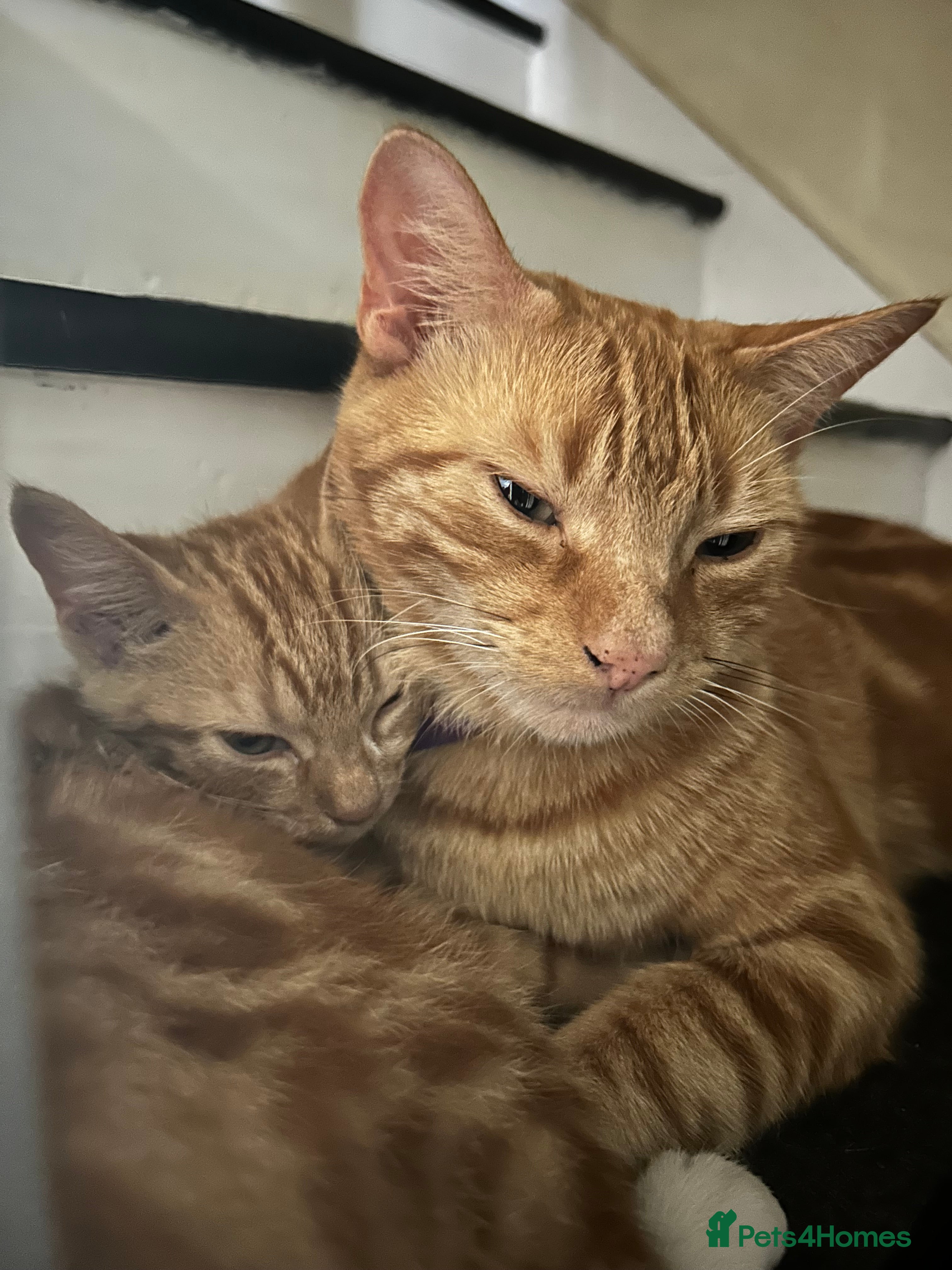 Mixed Breed cats Gorgeous ginger and white boy - Advert 1