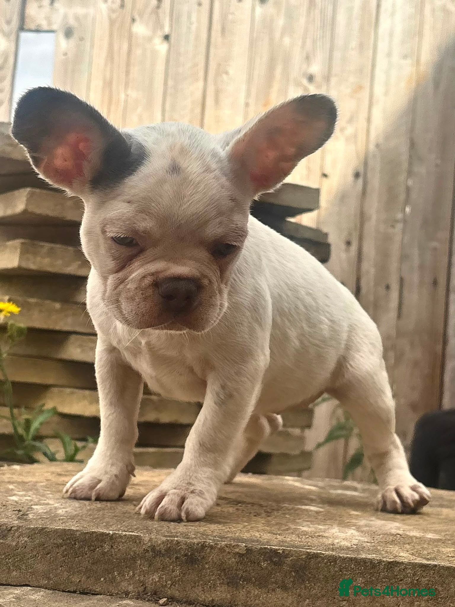 French Bulldog dogs Mini French bulldogs 3 cute puppies, ready now - Advert 1