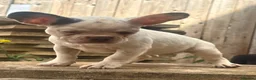 French Bulldog dogs for sale: Mini French bulldogs 3 cute puppies, ready now - Advert 1