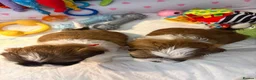 Shih Tzu dogs for sale: Shih Tzu Puppies in Peterborough - Advert 9