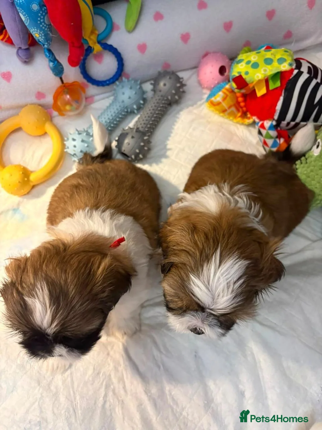 Shih Tzu dogs for sale: Shih Tzu Puppies in Peterborough - Advert 9