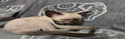 Siamese cats for sale: Gorgeous little cuddle buddies - Advert 5