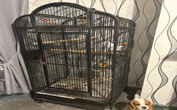 Cockatiels birds for sale: 18week old albino cockatiel  - Image 3