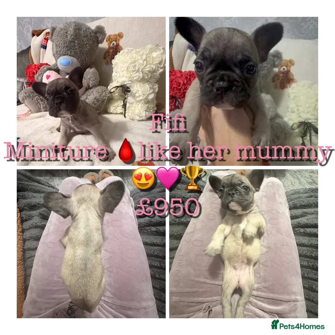 French Bulldog dogs for sale: 🏆 FRENCH BULLDOG 🏆 - Advert 22