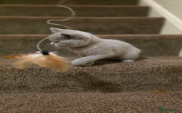 British Shorthair cats for sale: British shorthair  - Image 13