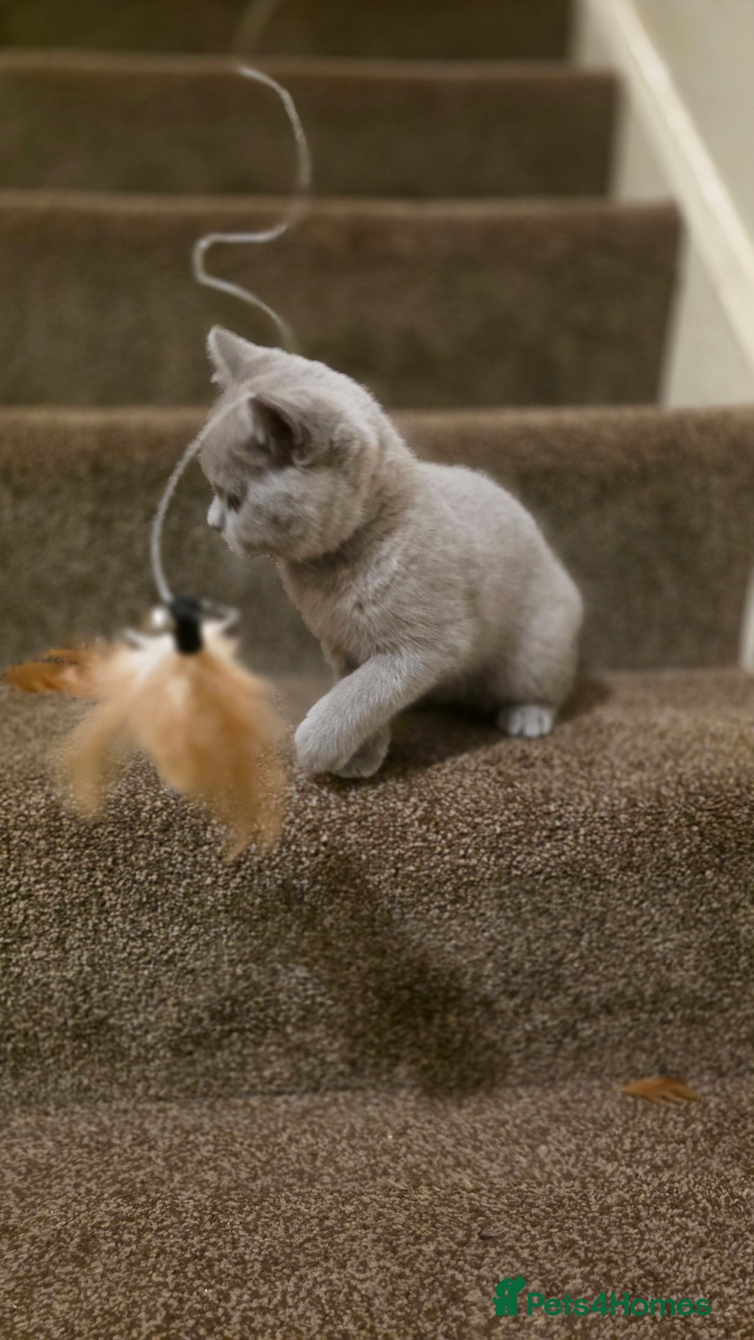 British Shorthair cats for sale: British shorthair  - Image 13