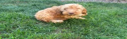 Cockapoo dogs for sale: Gorgeous Cockapoo Boys  - Advert 6