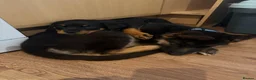 Mixed Breed dogs for sale: Labs and rottie pups  in Dumfries - Advert 2
