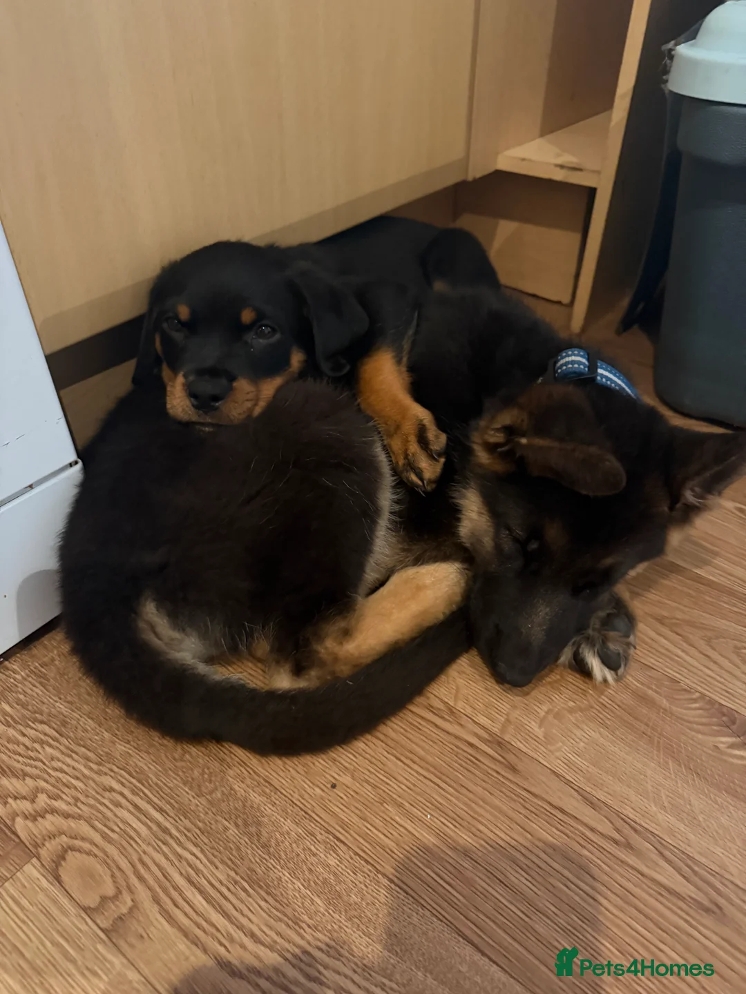 Mixed Breed dogs for sale: Labs and rottie pups  in Dumfries - Advert 2