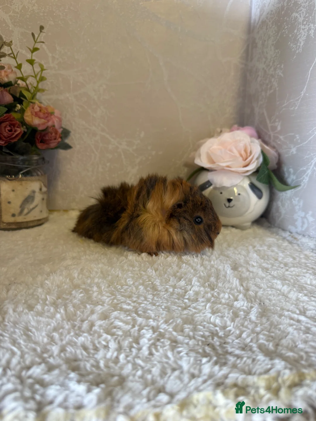 Guinea Pig rodents for sale: Mixed litter of baby guinea pigs 💕 - Advert 1