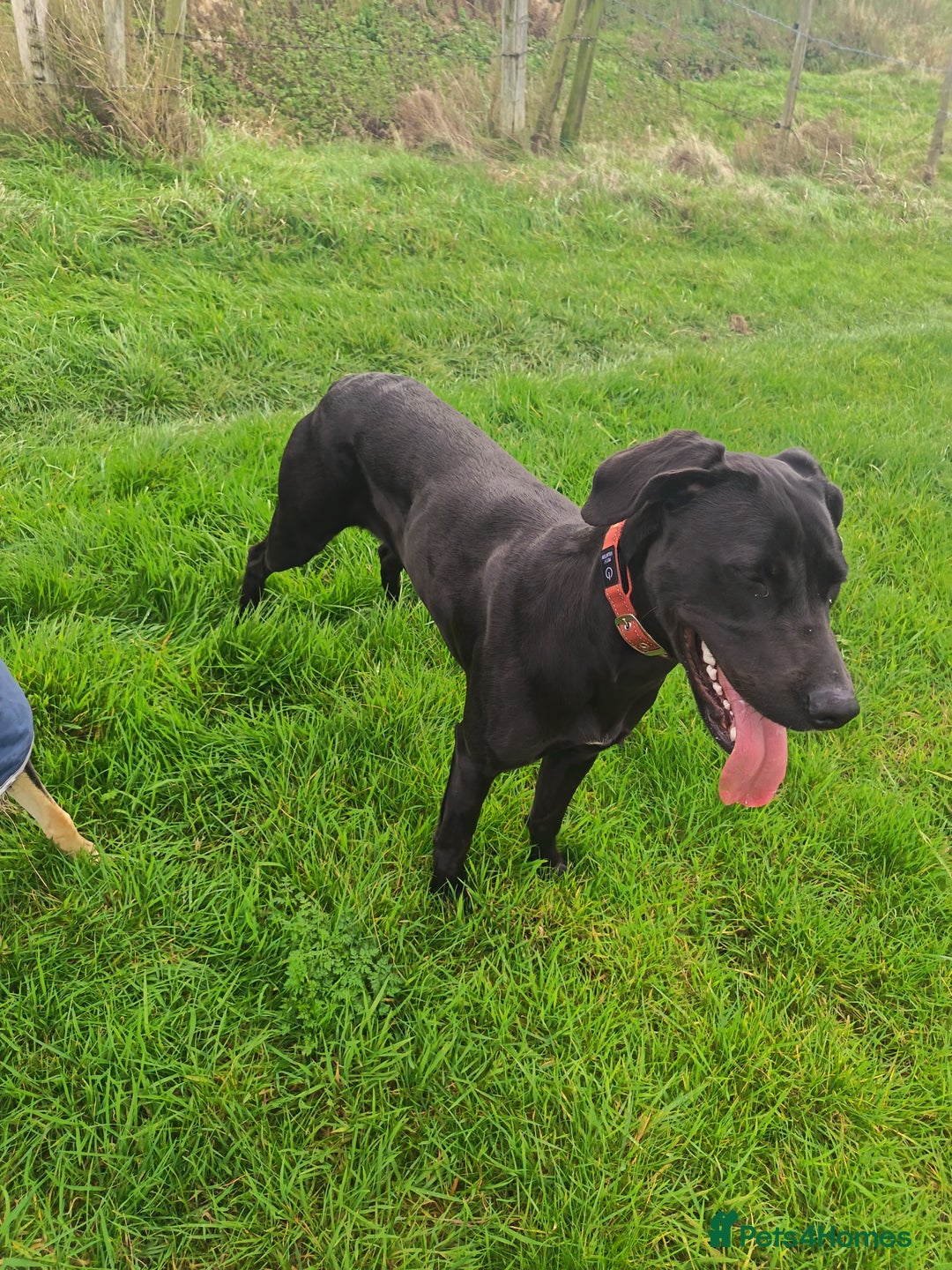 Mixed Breed dogs for sale: Cane Corso x saluki lurcher - Advert 9