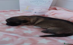 German Shepherd dogs for sale: 7  beautiful german shephered pups  - Image 16