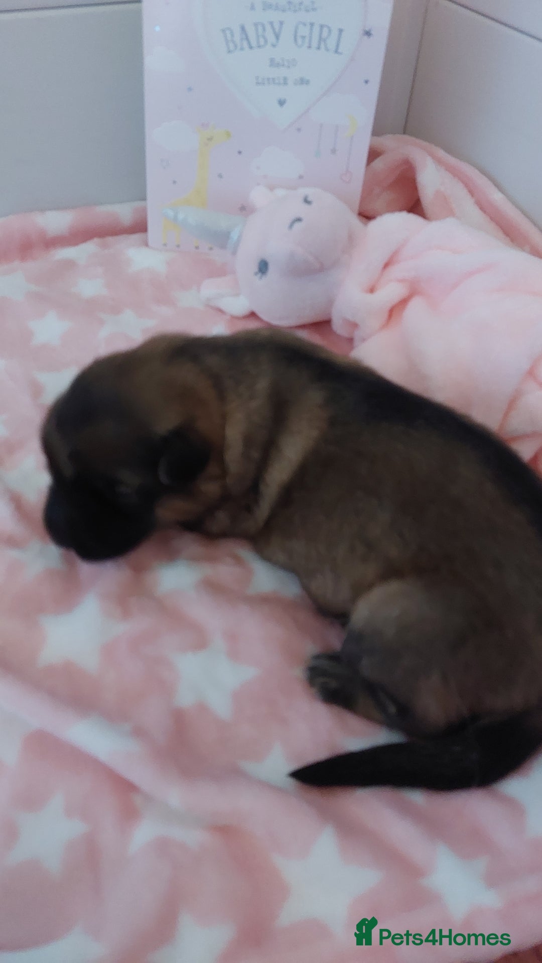 German Shepherd dogs for sale: 7  beautiful german shephered pups  - Image 16