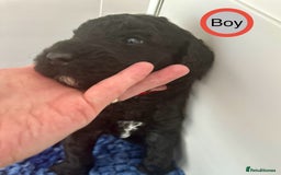 Goldendoodle dogs for sale: Standard Golden Sheepadoodle puppies - Image 13