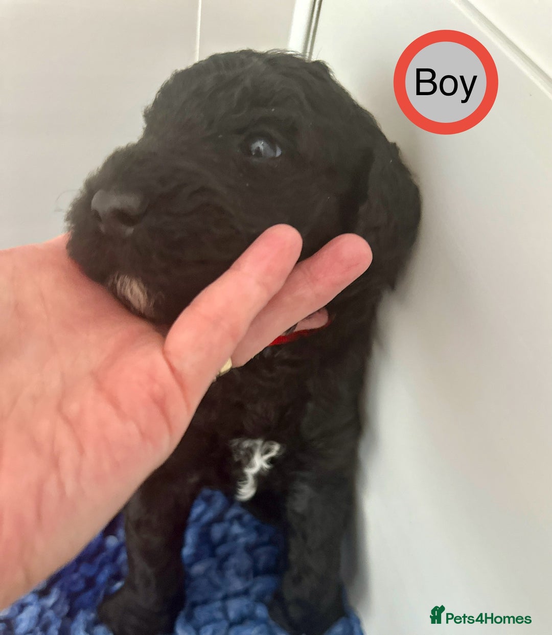 Goldendoodle dogs for sale: Standard Golden Sheepadoodle puppies - Image 13