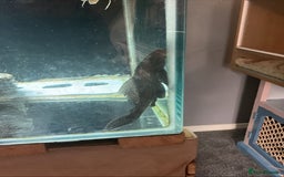 Cichlids fish for sale: 5ft x 2ft x2ft aquarium  - Image 3