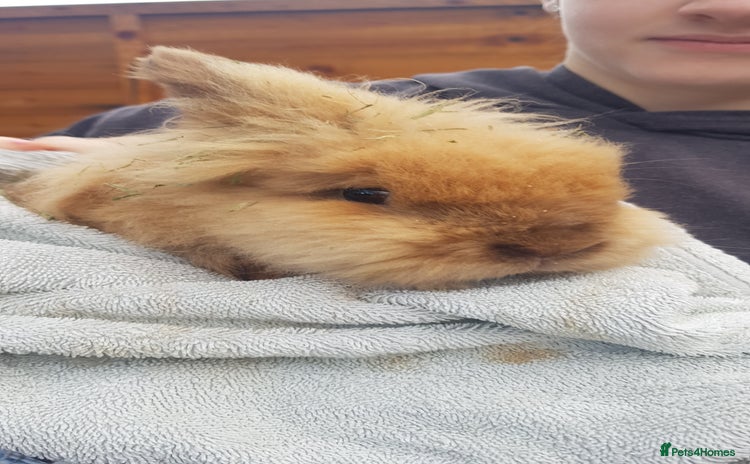 Lionhead rabbits - Advert 1