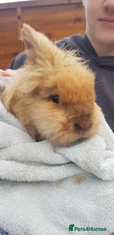 Lionhead rabbits - Advert 1