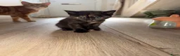 Mixed Breed cats for sale: Tortie female - Advert 9
